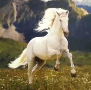 white horse