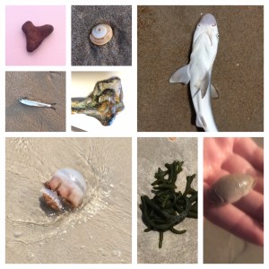 beachcombing5